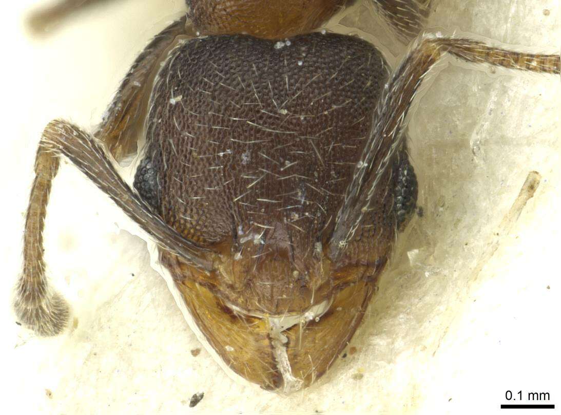 Image de Pheidole arnoldi Forel 1913