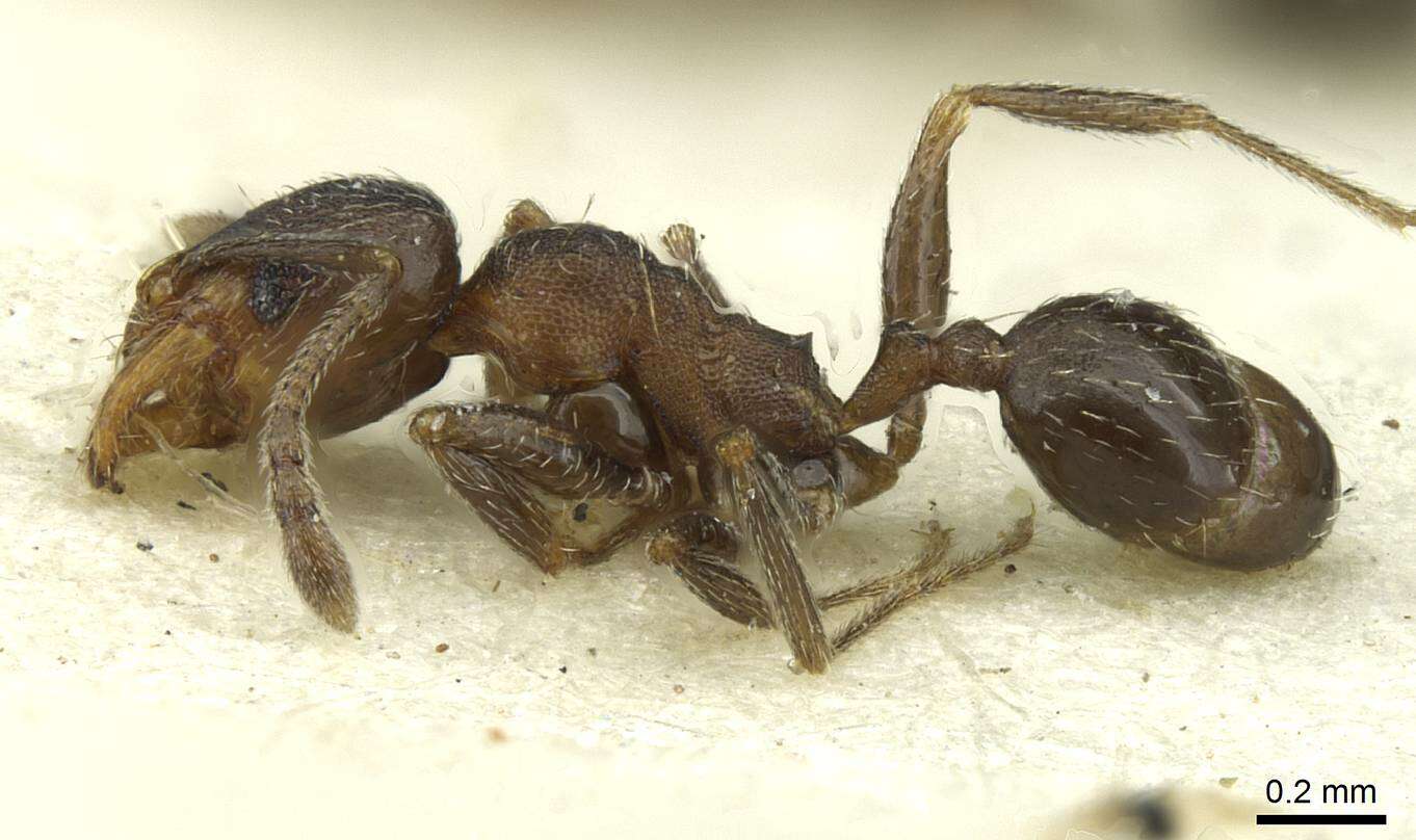 Image de Pheidole arnoldi Forel 1913