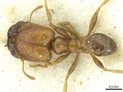 Image de Pheidole arnoldi Forel 1913