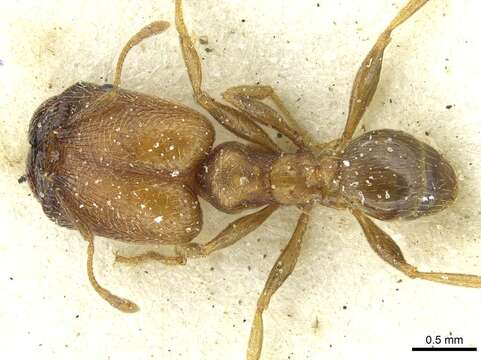 Image de Pheidole arnoldi Forel 1913