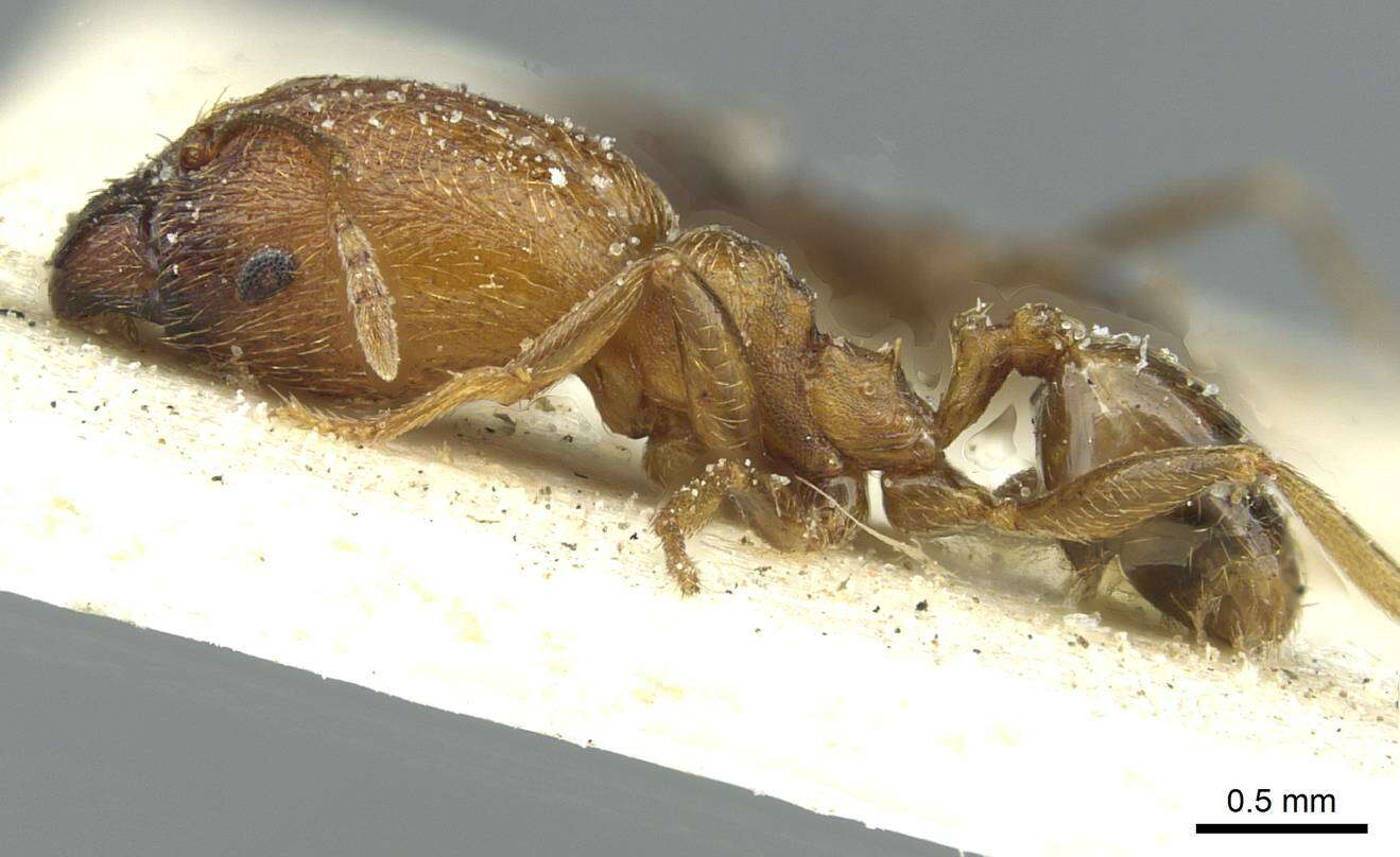 Image de Pheidole arnoldi Forel 1913