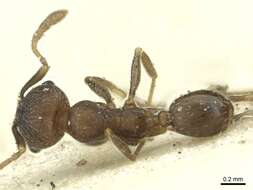 Image de Pheidole arnoldi Forel 1913