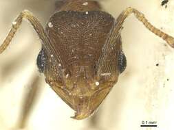 Image de Pheidole arnoldi Forel 1913