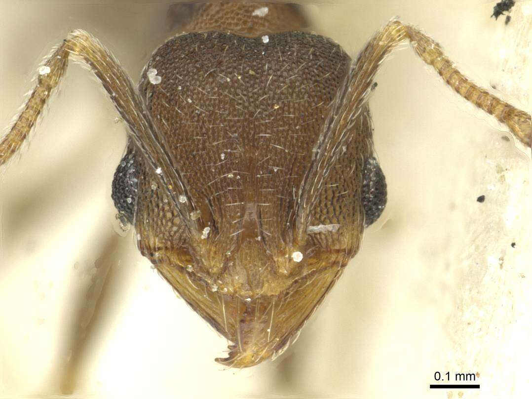 Image de Pheidole arnoldi Forel 1913