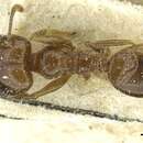 Pheidole blumenauensis Kempf 1964的圖片