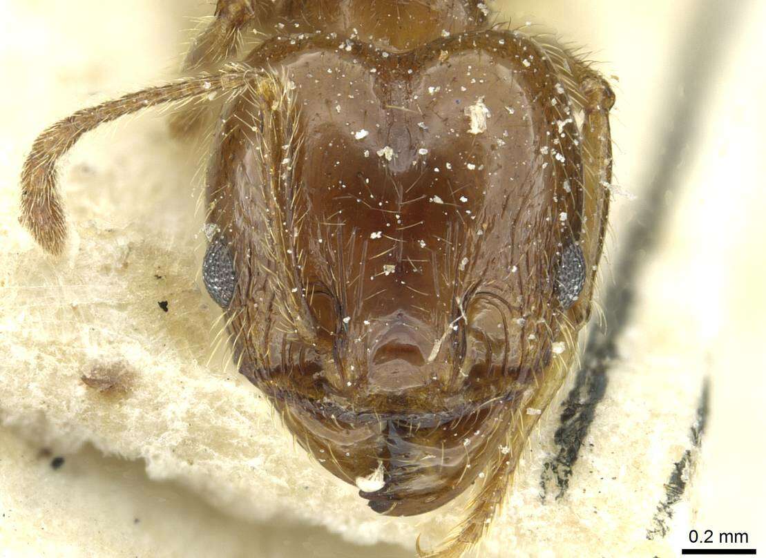 Imagem de Pheidole blumenauensis Kempf 1964