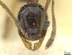 Imagem de Pheidole blumenauensis Kempf 1964