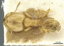 Pheidole breviseta Santschi 1919的圖片