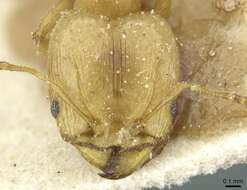 Pheidole breviseta Santschi 1919的圖片