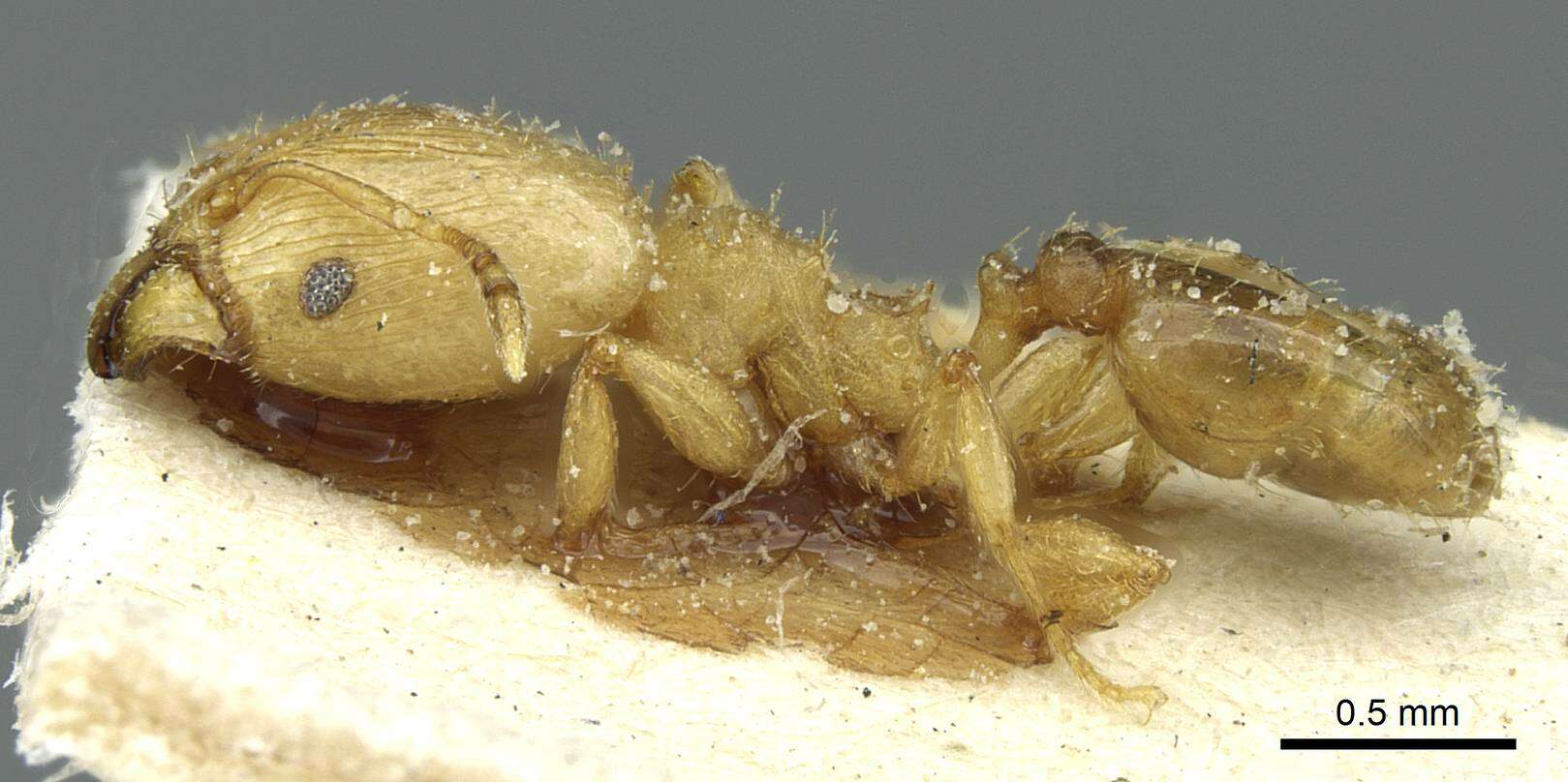 Pheidole breviseta Santschi 1919的圖片