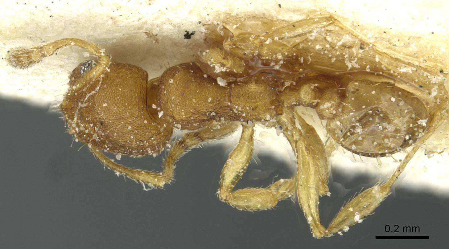 Pheidole breviseta Santschi 1919的圖片