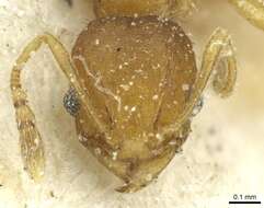 Pheidole breviseta Santschi 1919的圖片