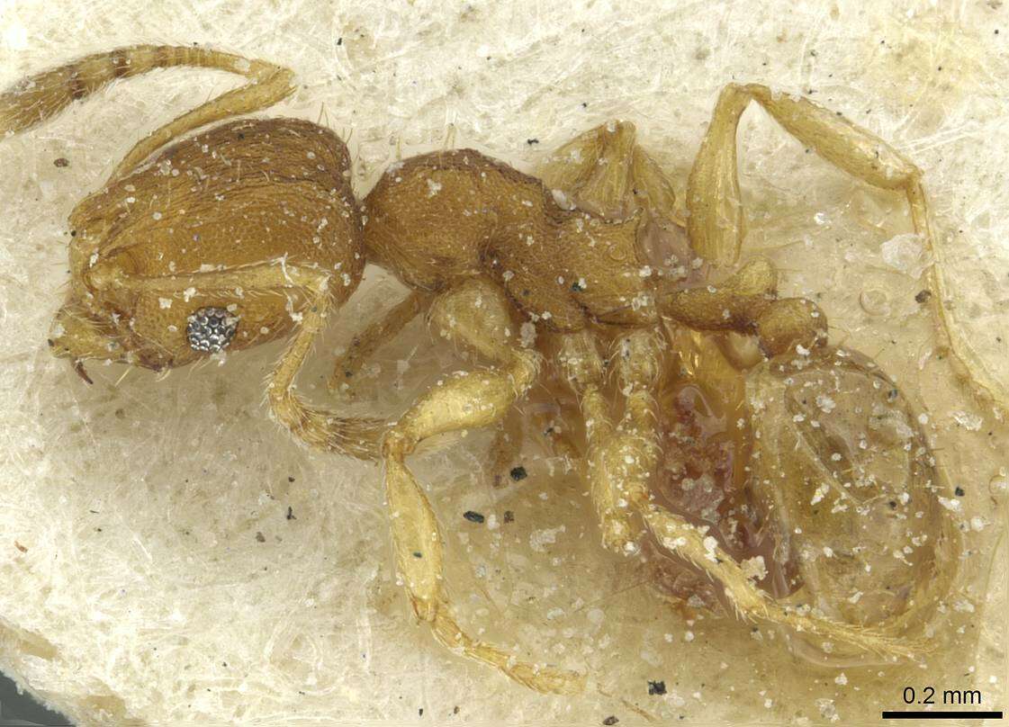 Pheidole breviseta Santschi 1919的圖片