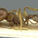 Image of <i>Pheidole brunnescens</i>