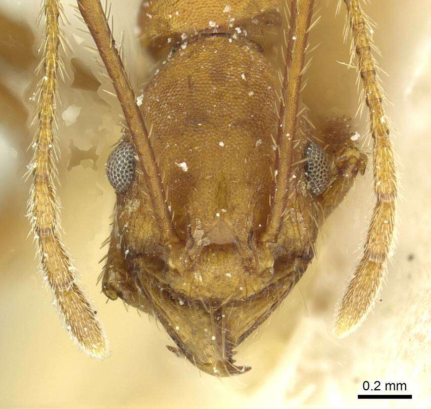 Plancia ëd Pheidole claviscapa Santschi 1925