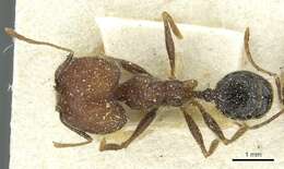 Image of Pheidole concinna Santschi 1910