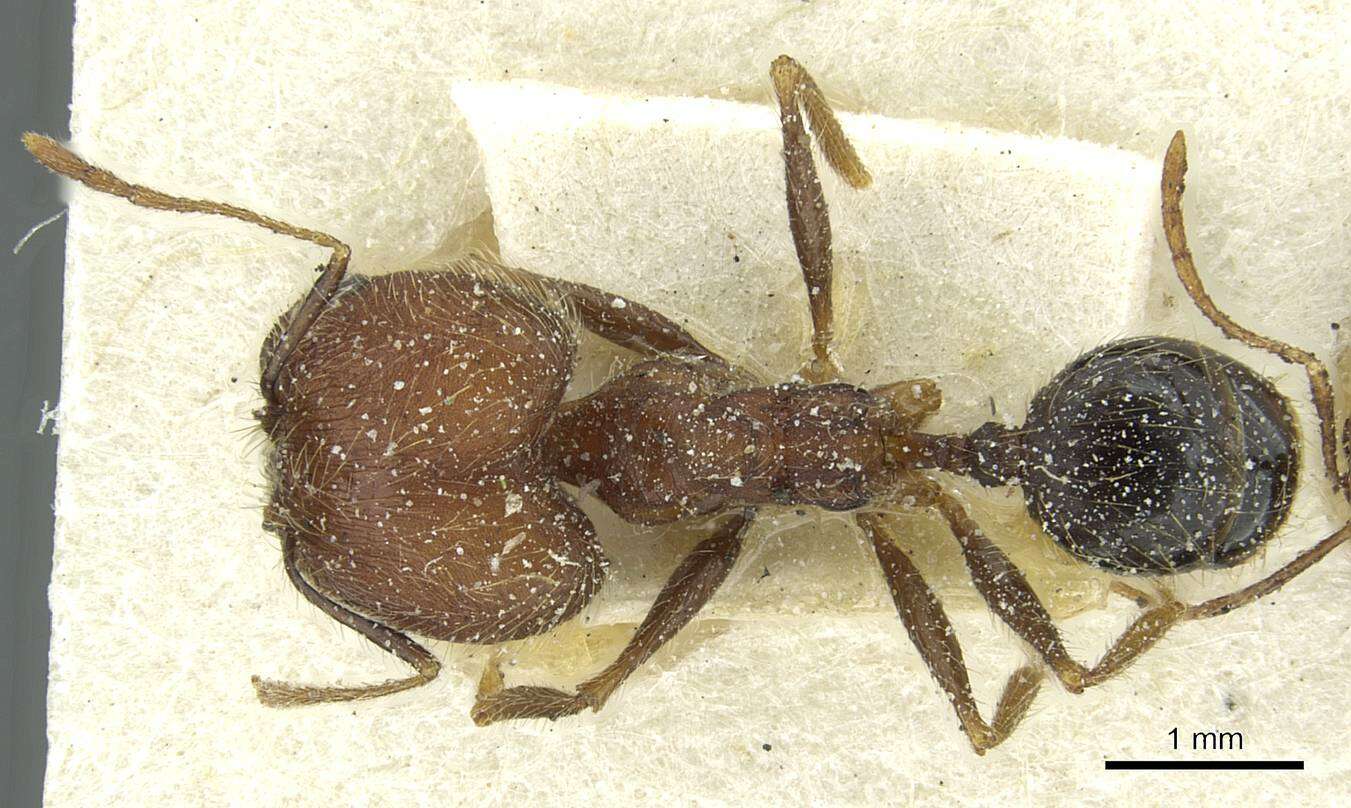 Image of Pheidole concinna Santschi 1910