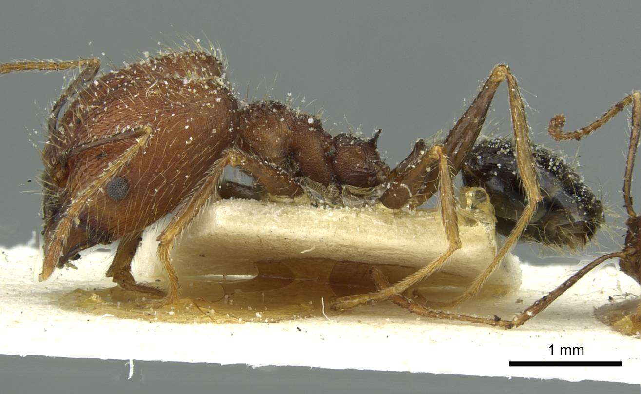 Image of Pheidole concinna Santschi 1910