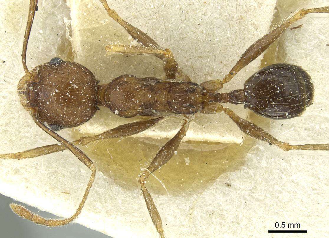 Image of Pheidole concinna Santschi 1910