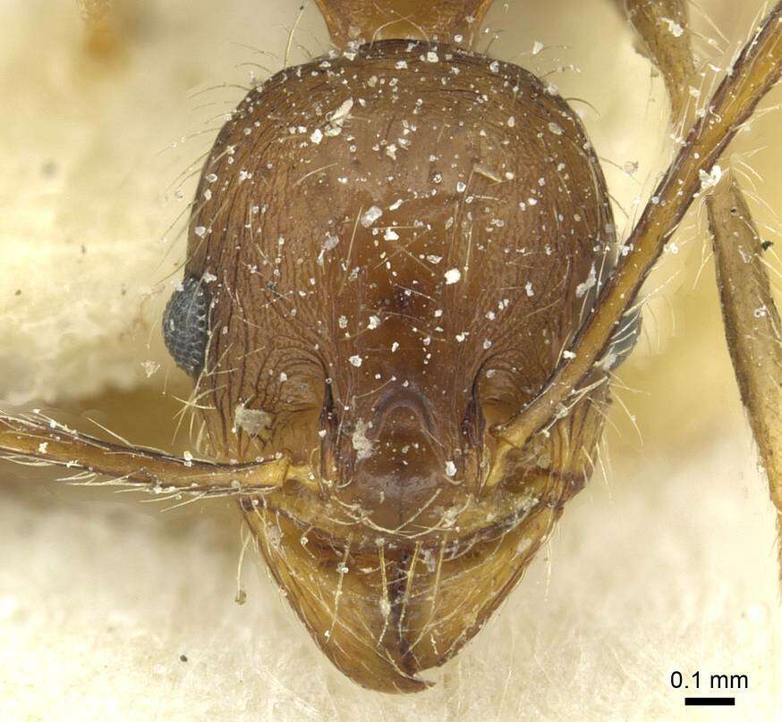 Image of Pheidole concinna Santschi 1910