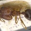 Image of Pheidole decarinata Santschi 1929