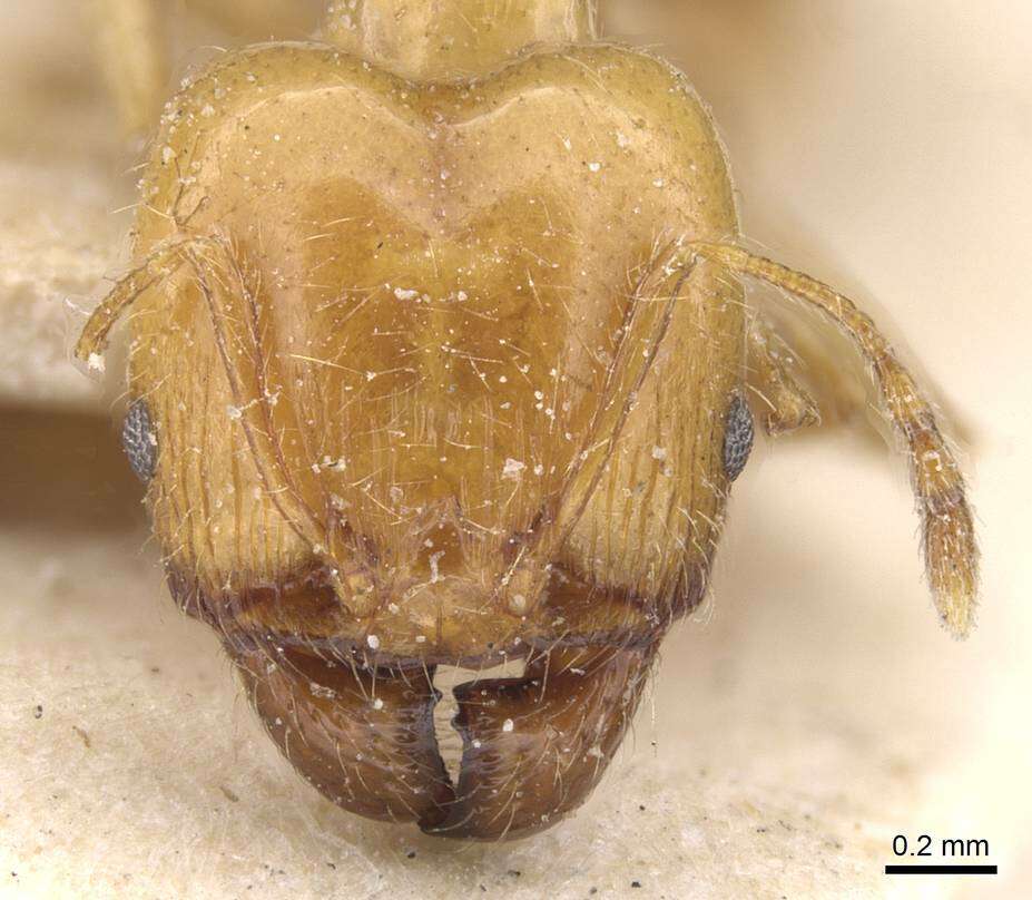 Image of Pheidole defecta Santschi 1923