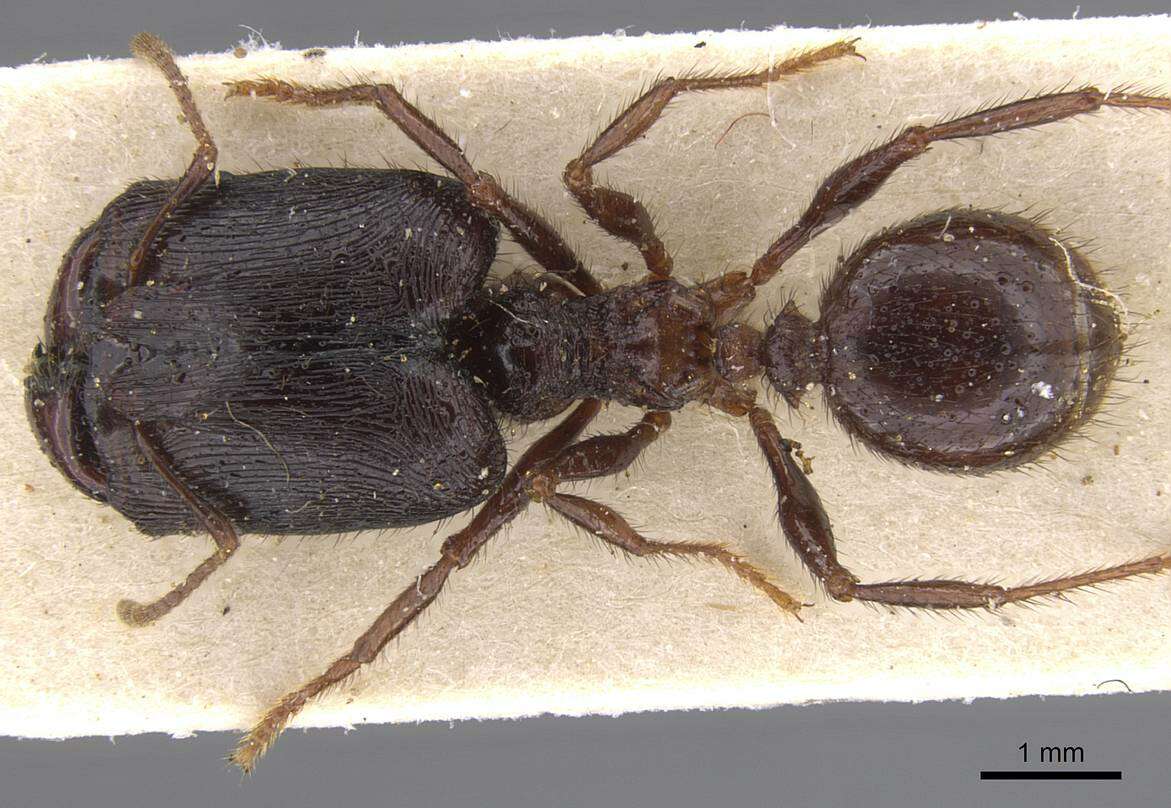 Image of Pheidole fimbriata Roger 1863