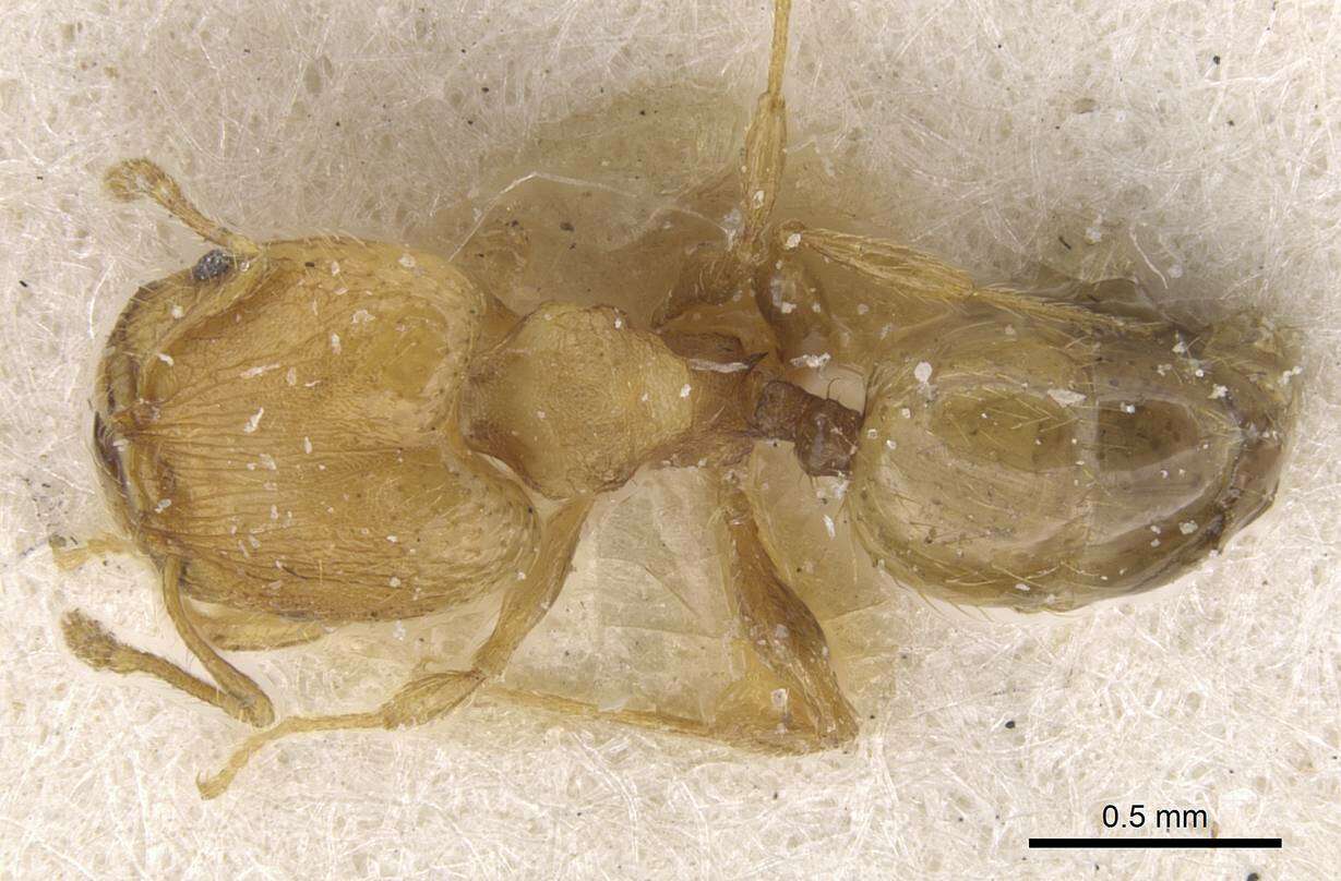 Image of Pheidole