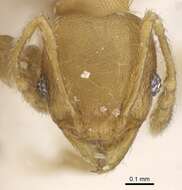 Image of Pheidole