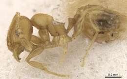 Image of Pheidole