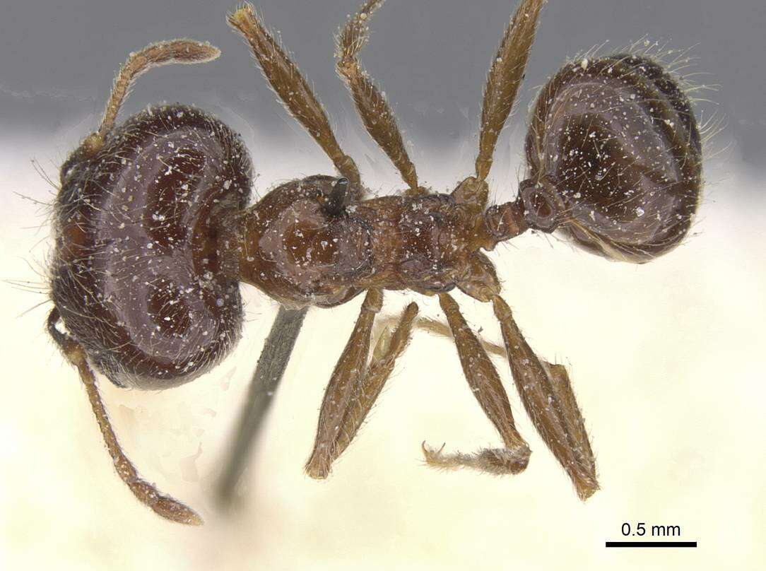 Image of Pheidole foreli Mayr 1901