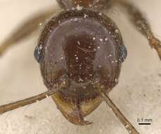 Image of Pheidole gertrudae Forel 1886