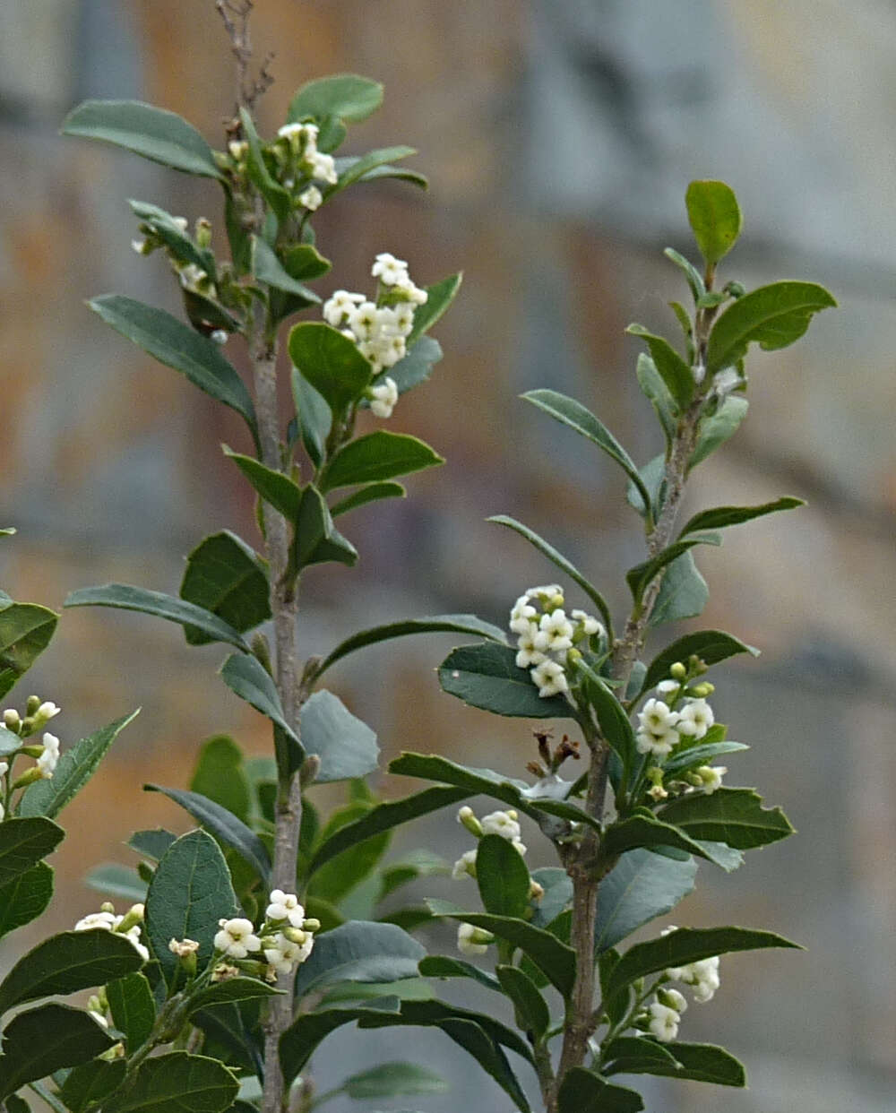 Image of Citharexylum ilicifolium Kunth