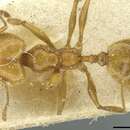 Image of Pheidole peregrina Wheeler 1916