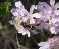 Sivun Ancistrocerus scoticus (Curtis 1826) kuva