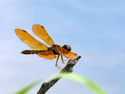 Image of Eastern Amberwing