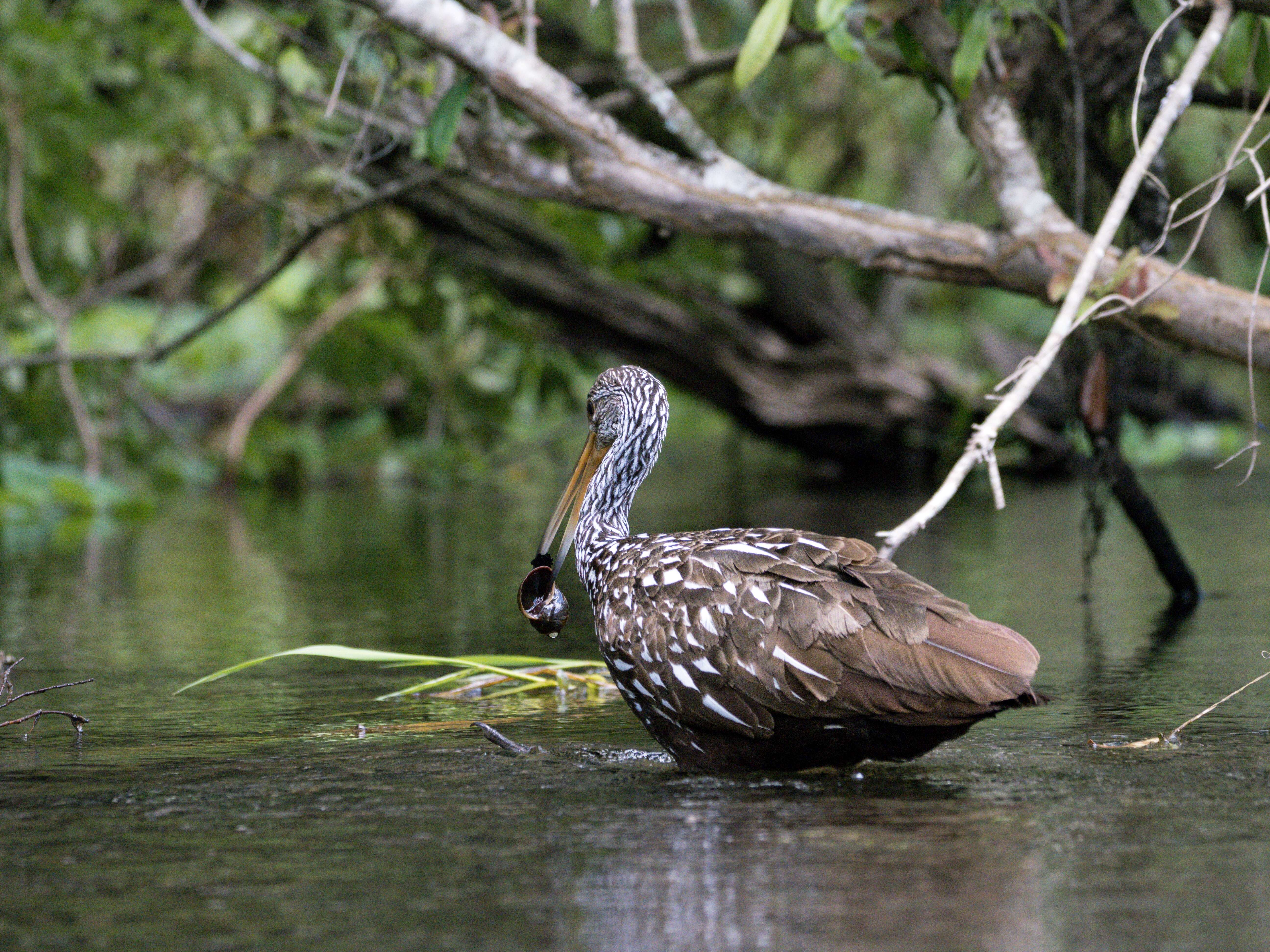 Image of limpkins