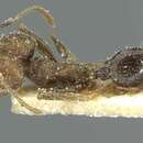 Image of Pheidole mentita Santschi 1914