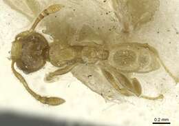 Image of Pheidole minutula Mayr 1878