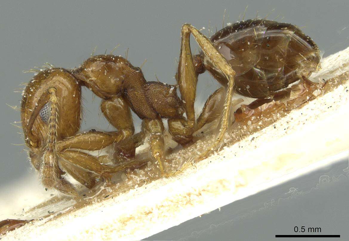 Image of Pheidole nitidula Emery 1888