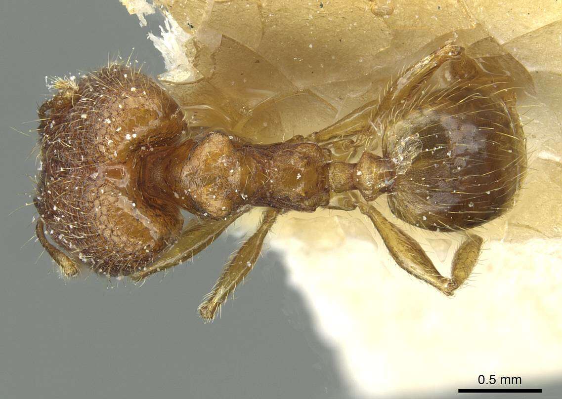 صورة <i>Pheidole zoceana</i>