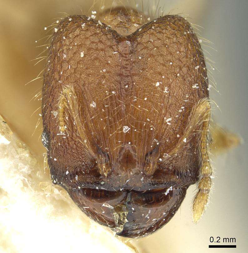 صورة <i>Pheidole zoceana</i>