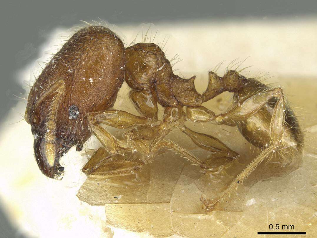 صورة <i>Pheidole zoceana</i>