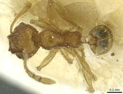 صورة <i>Pheidole zoceana</i>