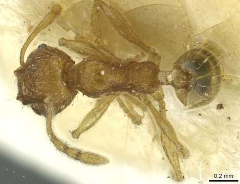 Plancia ëd <i>Pheidole zoceana</i>