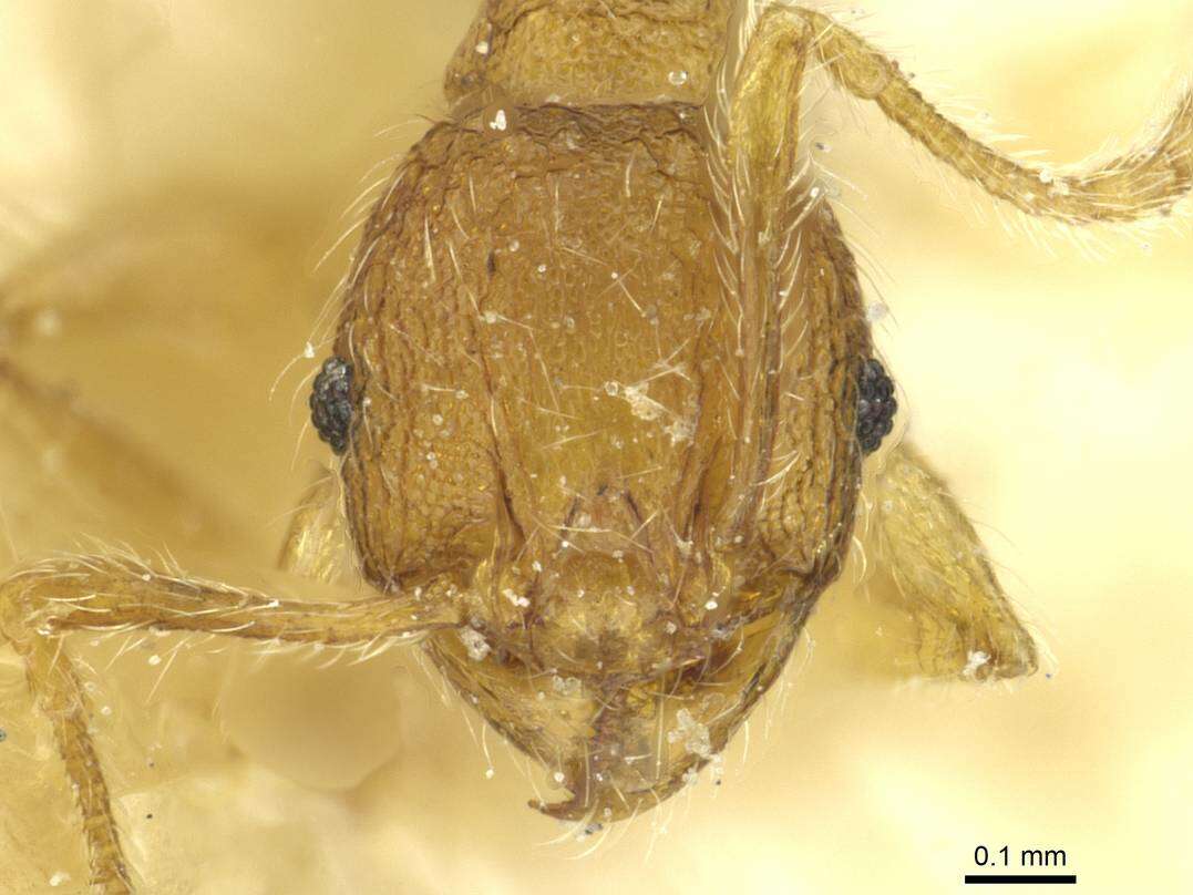 صورة <i>Pheidole zoceana</i>