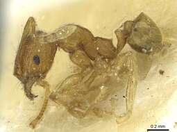 صورة <i>Pheidole zoceana</i>