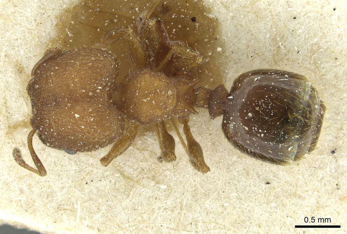 <i>Pheidole heterothrix</i>的圖片