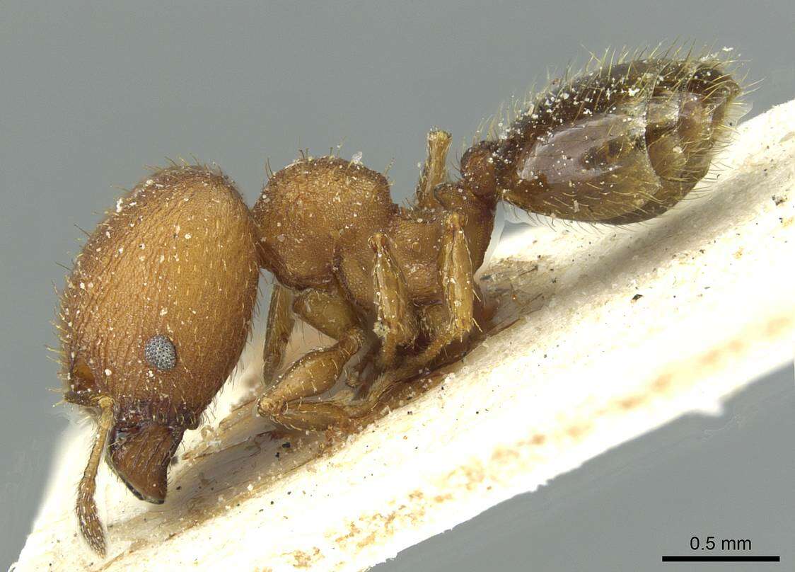 <i>Pheidole heterothrix</i>的圖片