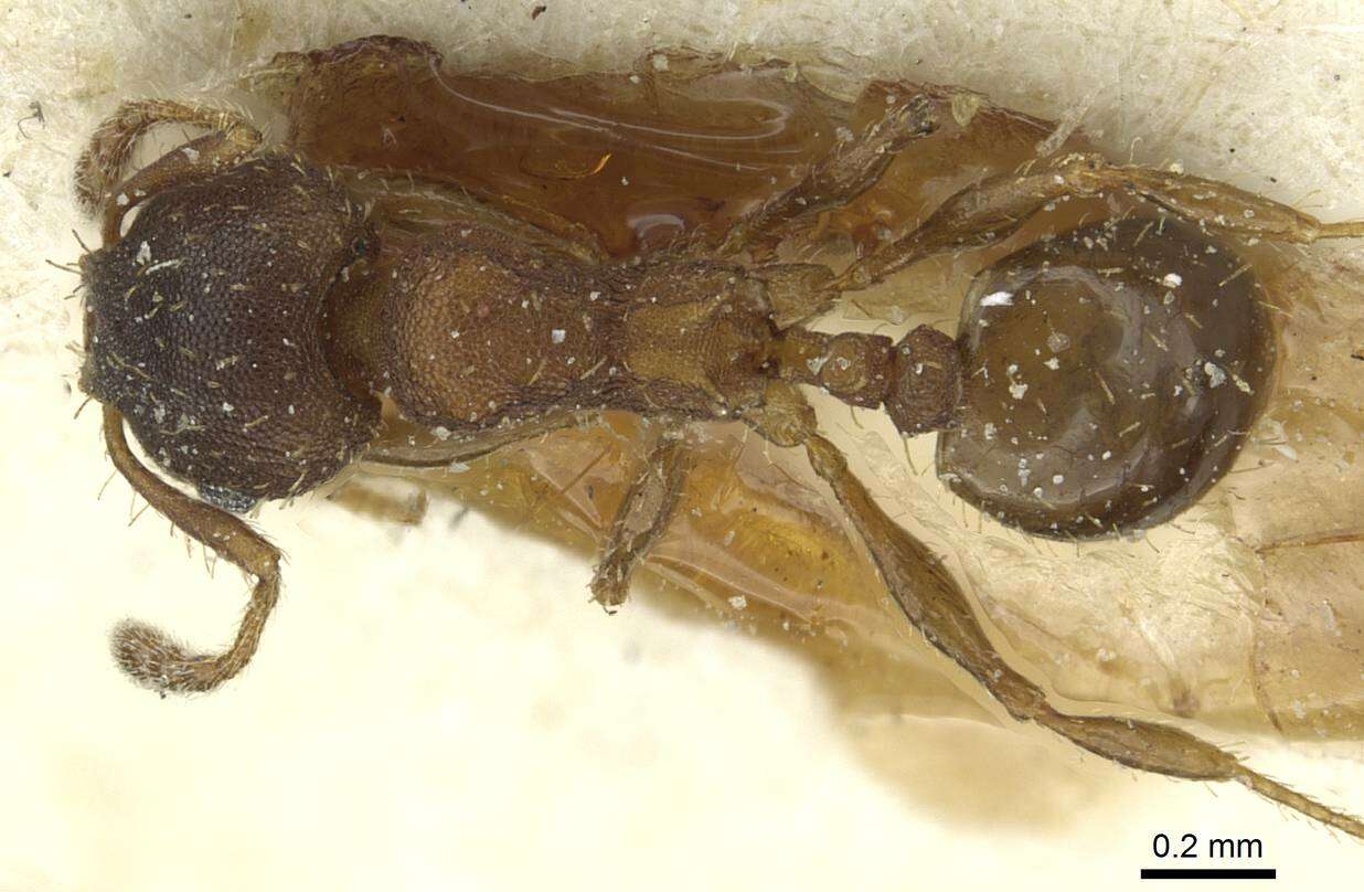 <i>Pheidole heterothrix</i>的圖片